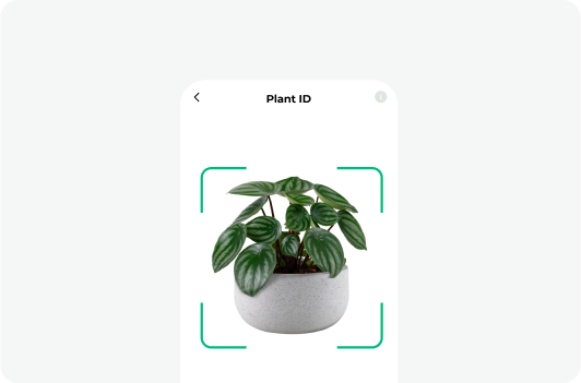 No idea what is your plant? snap it!-image