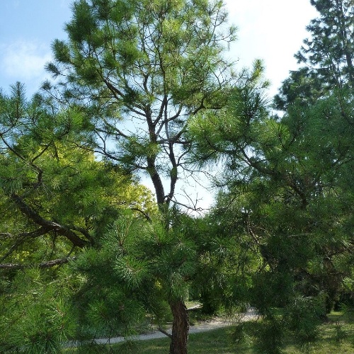 Pinus taeda L.-image-3