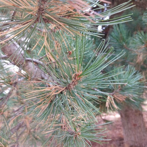 Pinus cembra L.-image-8