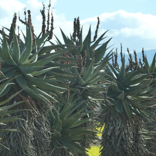 Aloe ferox Mill.-image-6