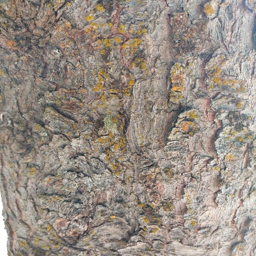 Pinus cembra L.-image-7