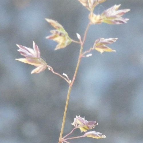 Poa annua L.Sp.Pl-image-2