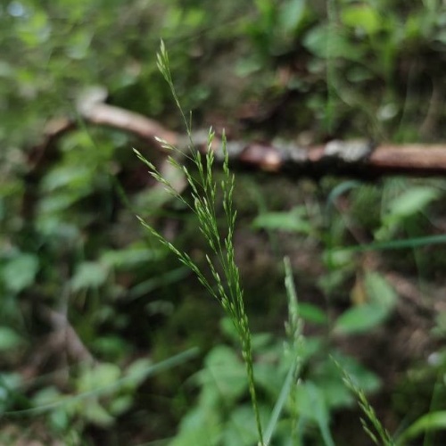 Poa nemoralis L.-image-1