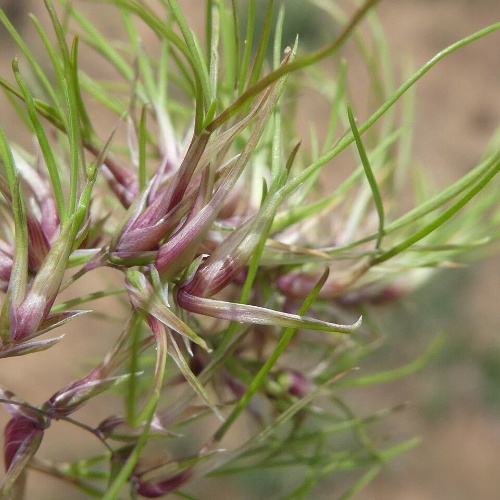 Poa bulbosa L.-image-2