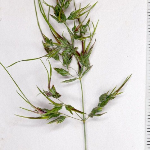 Poa bulbosa L.-image-0