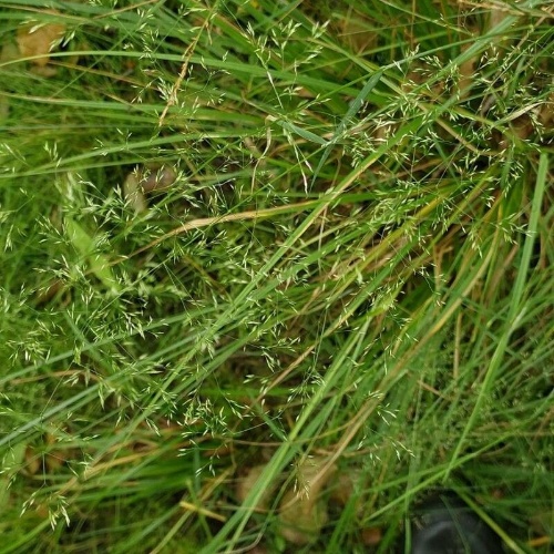 Poa palustris L.-image-6