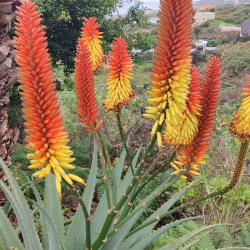 Aloe ferox Mill.-image-2