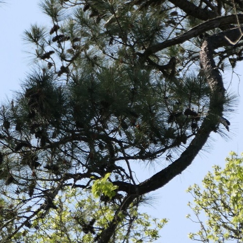 Pinus taeda L.-image-4