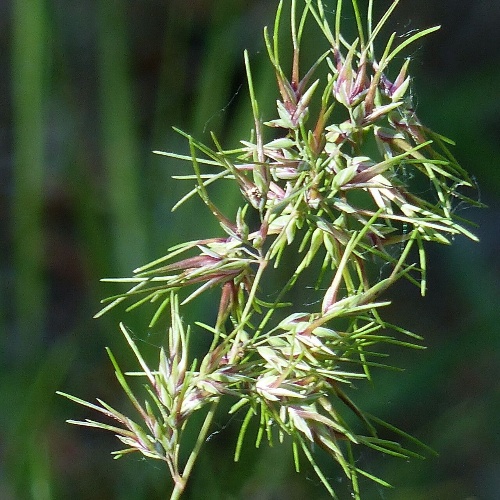 Poa bulbosa L.-image-3