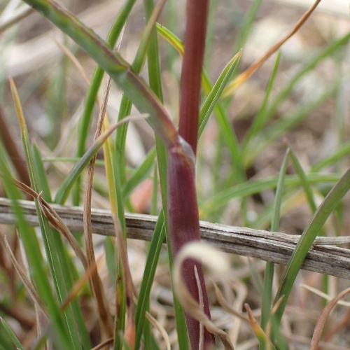 Poa bulbosa L.-image-4