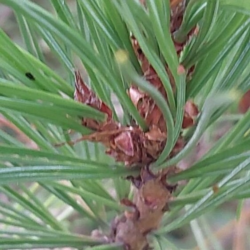 Pinus cembra L.-image-4