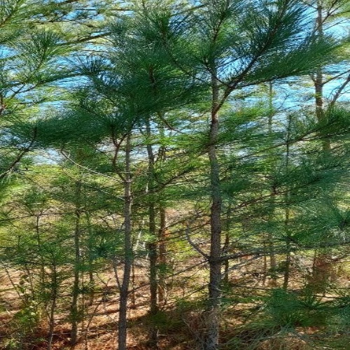 Pinus taeda L.-image-5