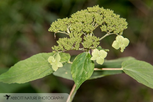 botanical name