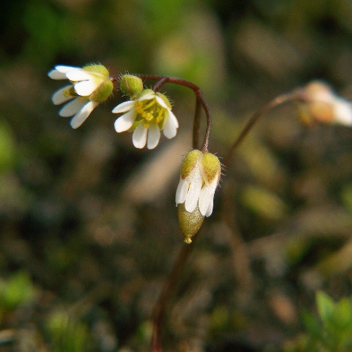 Draba verna L.-image-5