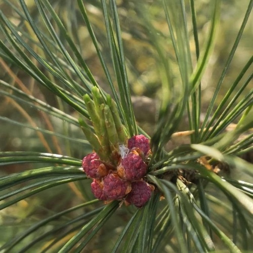 Pinus cembra L.-image-3