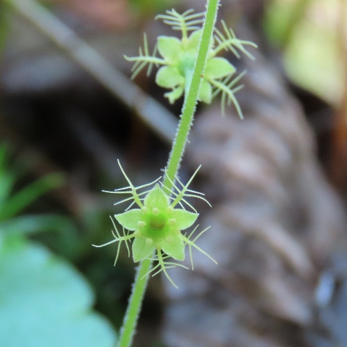 Mitella nuda L.-image-6