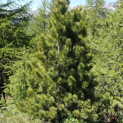 Pinus cembra L.-image-9