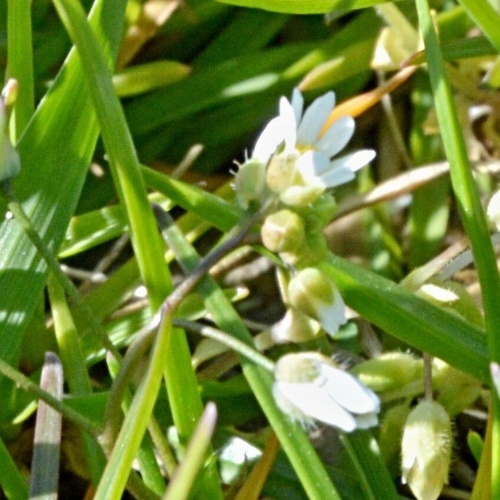 Draba verna L.-image-0