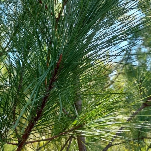 Pinus taeda L.-image-6