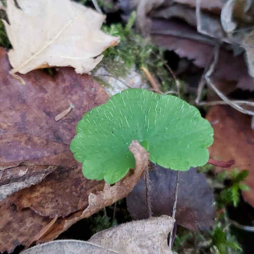 Mitella nuda L.-image-8