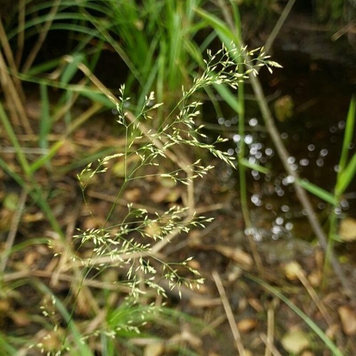 Poa palustris L.-image-1