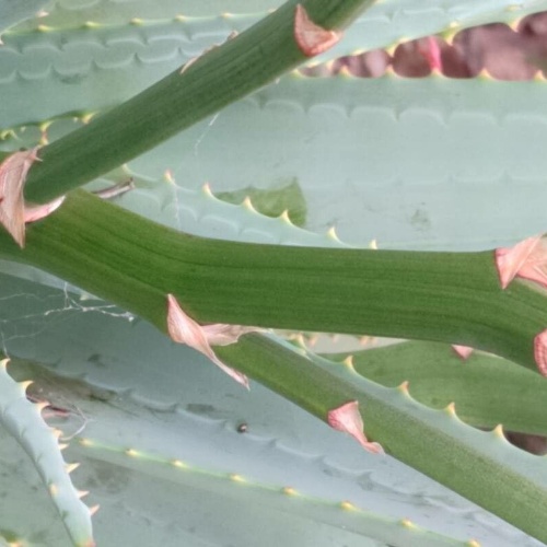 Aloe ferox Mill.-image-9