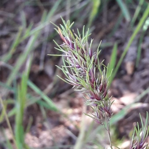 Poa bulbosa L.-image-1