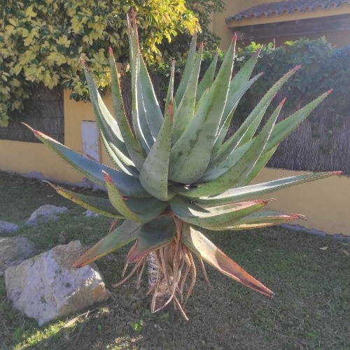 Aloe ferox Mill.-image-1