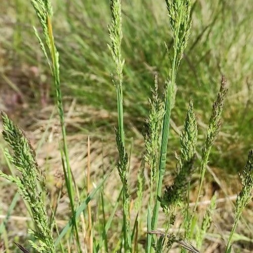 Poa bulbosa L.-image-5