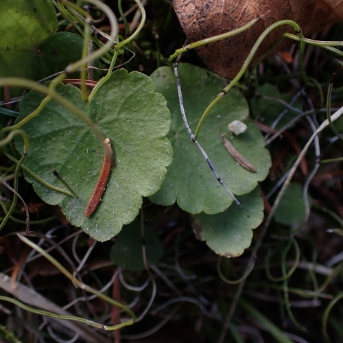 Mitella nuda L.-image-2