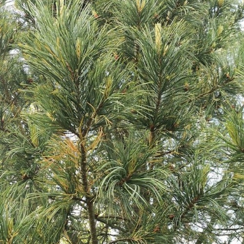 Pinus cembra L.-image-1