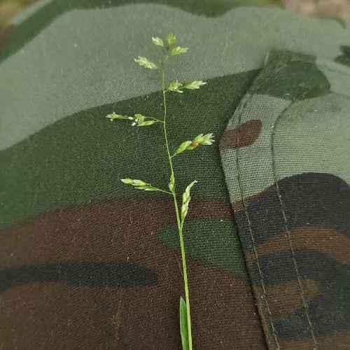 Poa annua L.Sp.Pl-image-4