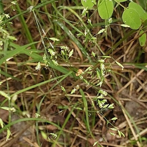 Poa palustris L.-image-9