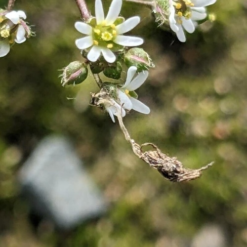 Draba verna L.-image-8