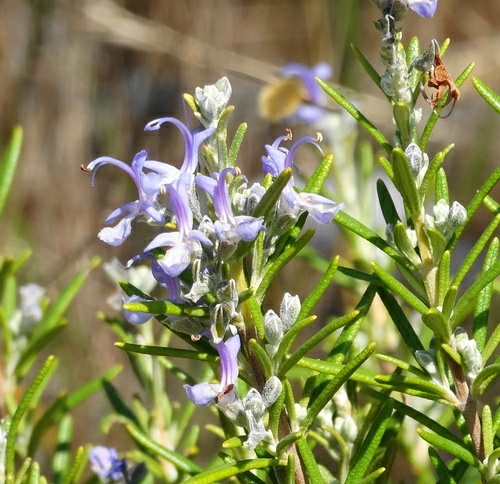 botanical name