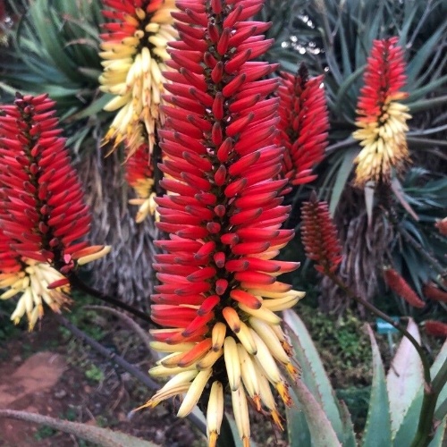 Aloe ferox Mill.-image-5