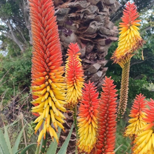 Aloe ferox Mill.-image-7