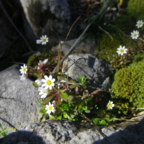 Draba verna L.-image-1