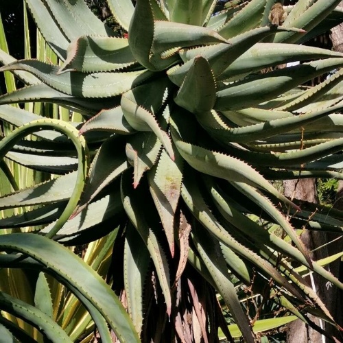 Aloe ferox Mill.-image-3