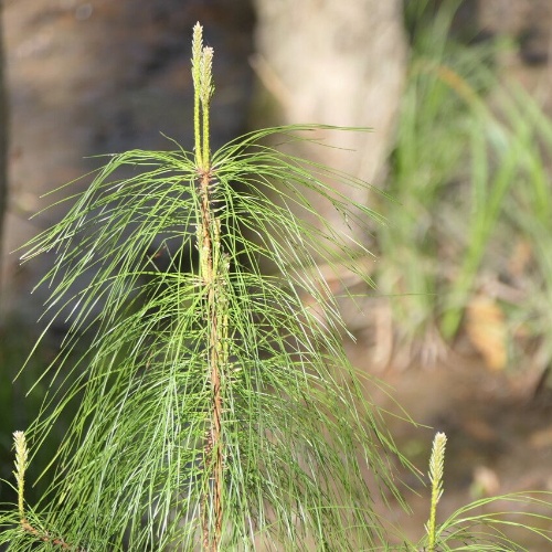 Pinus taeda L.-image-2