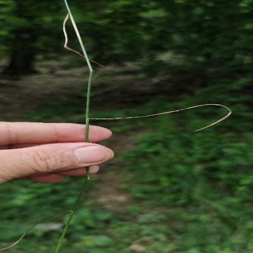 Poa nemoralis L.-image-0