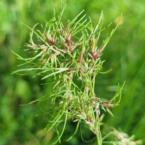 Poa bulbosa L.-image-9