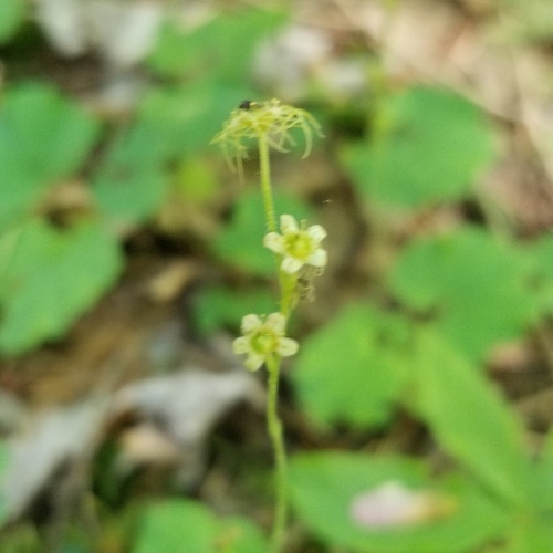 Mitella nuda L.-image-0