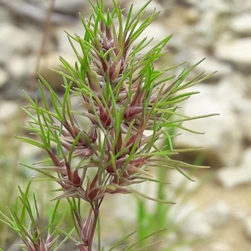 Poa bulbosa L.-image-6