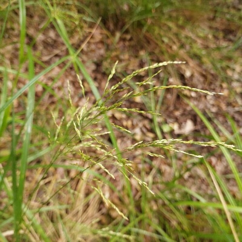 Poa palustris L.-image-7