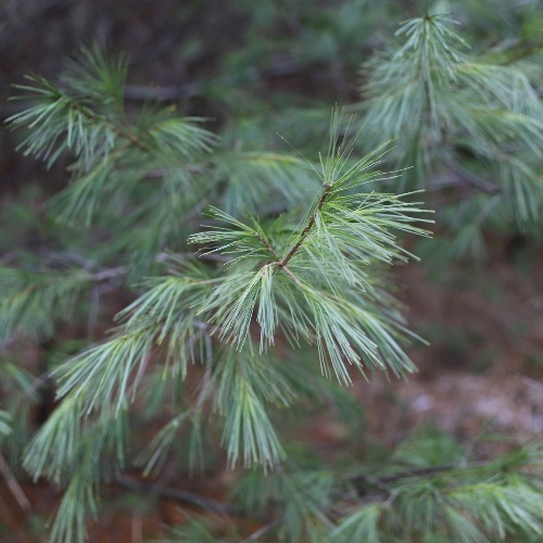 Pinus strobus L.-image-1