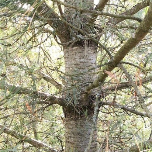 Pinus cembra L.-image-6