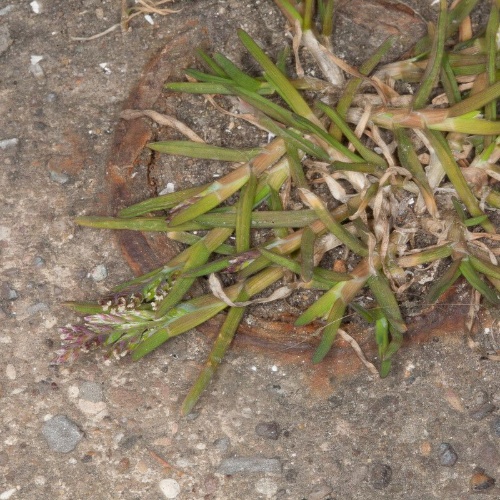 Poa annua L.Sp.Pl-image-5