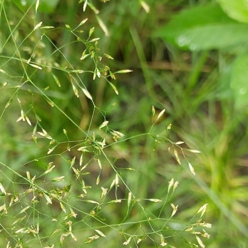 Poa palustris L.-image-0