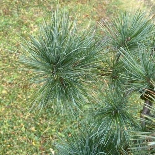 Pinus cembra L.-image-5